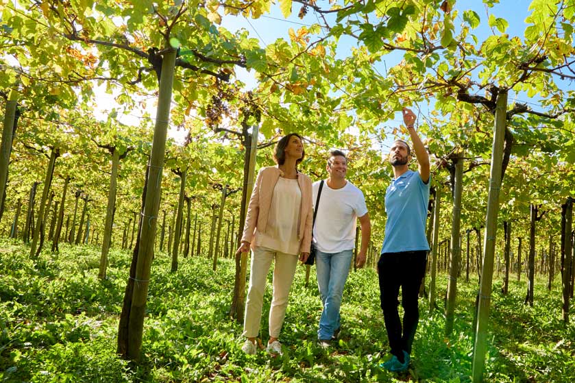 Vignoble de txakoli avec dégustation de Txakoli A.O.C. Getaria