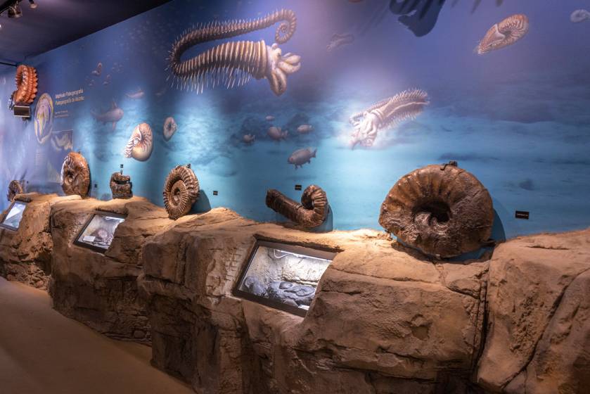 Nautilus, los fósiles del flysch