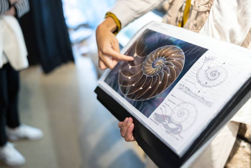 Nautilus, los fósiles del flysch